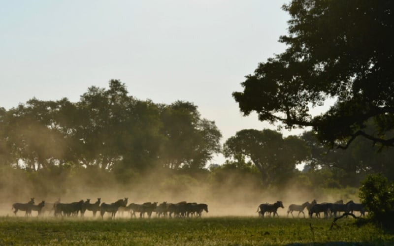 Bontsintsi Horse Safaris Okavango Delta